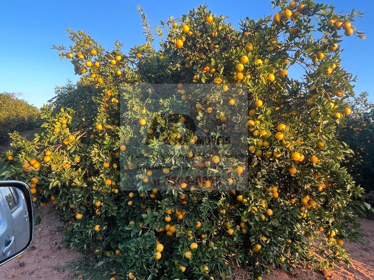 Fazenda