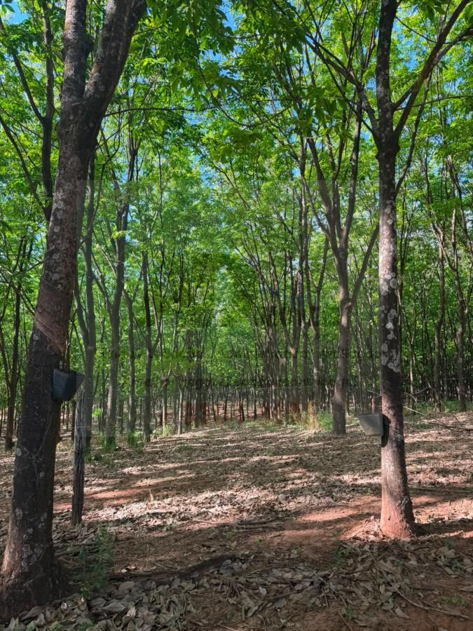 Fazenda