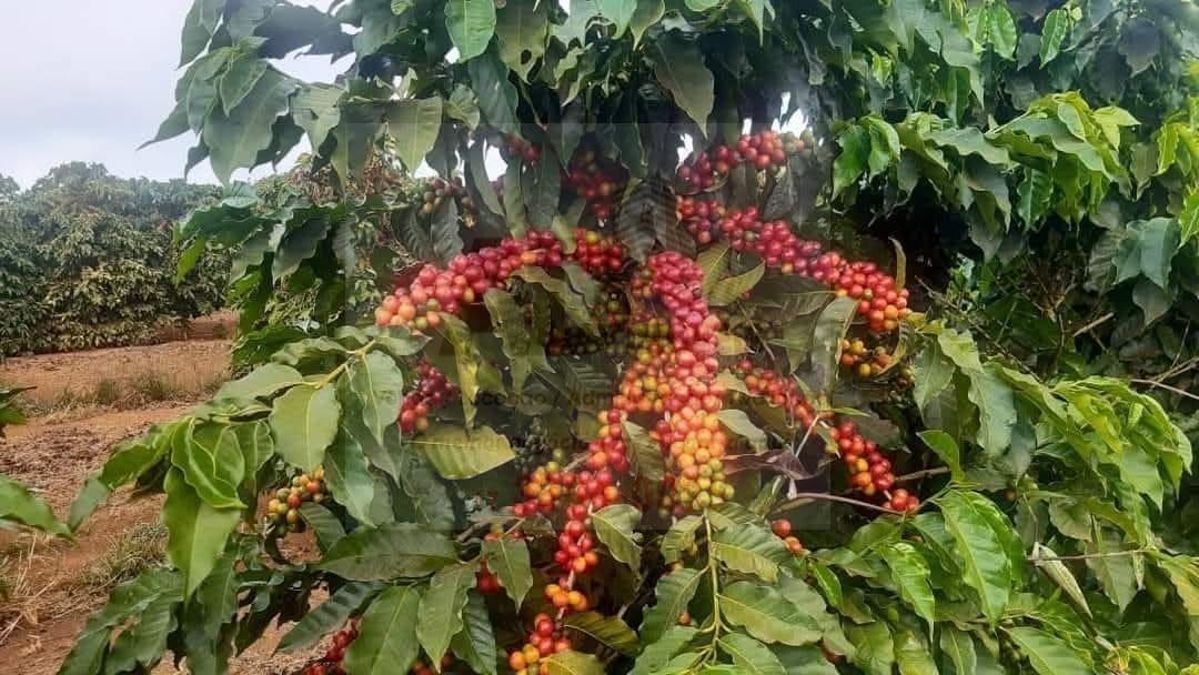Fazenda