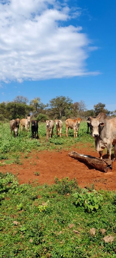 Fazenda